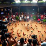 Judi sabung ayam live streaming